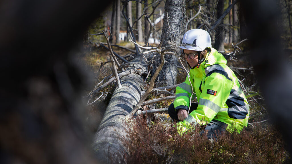 Anställd på Malung-Sälens Elverk inspekterar död ved.