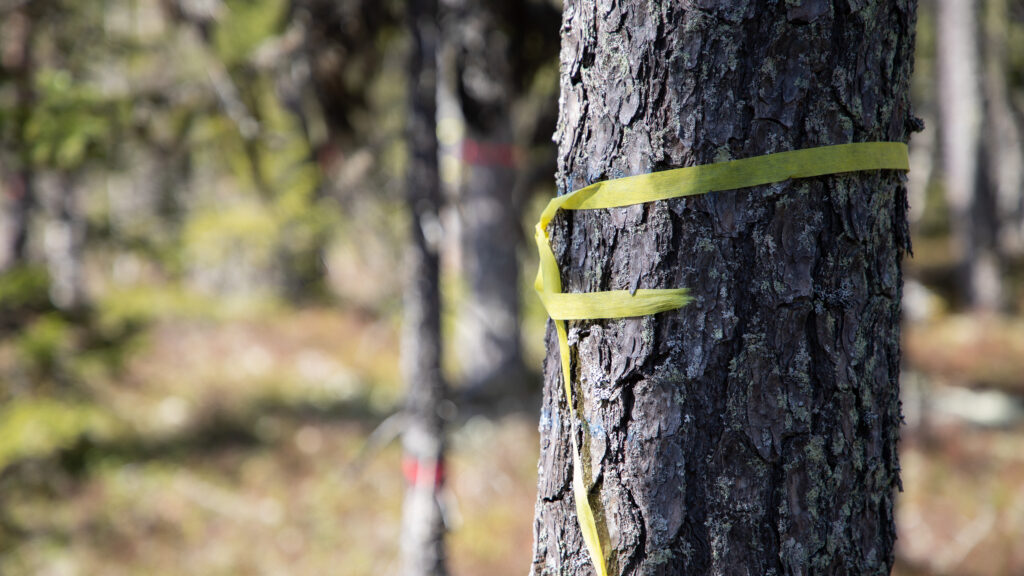 Närbild på markerat träd i skog.
